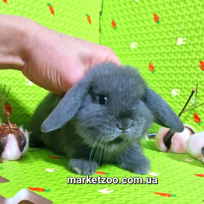 Карликовий міні кролик висловухий баранчик mini lop блакитний голубой