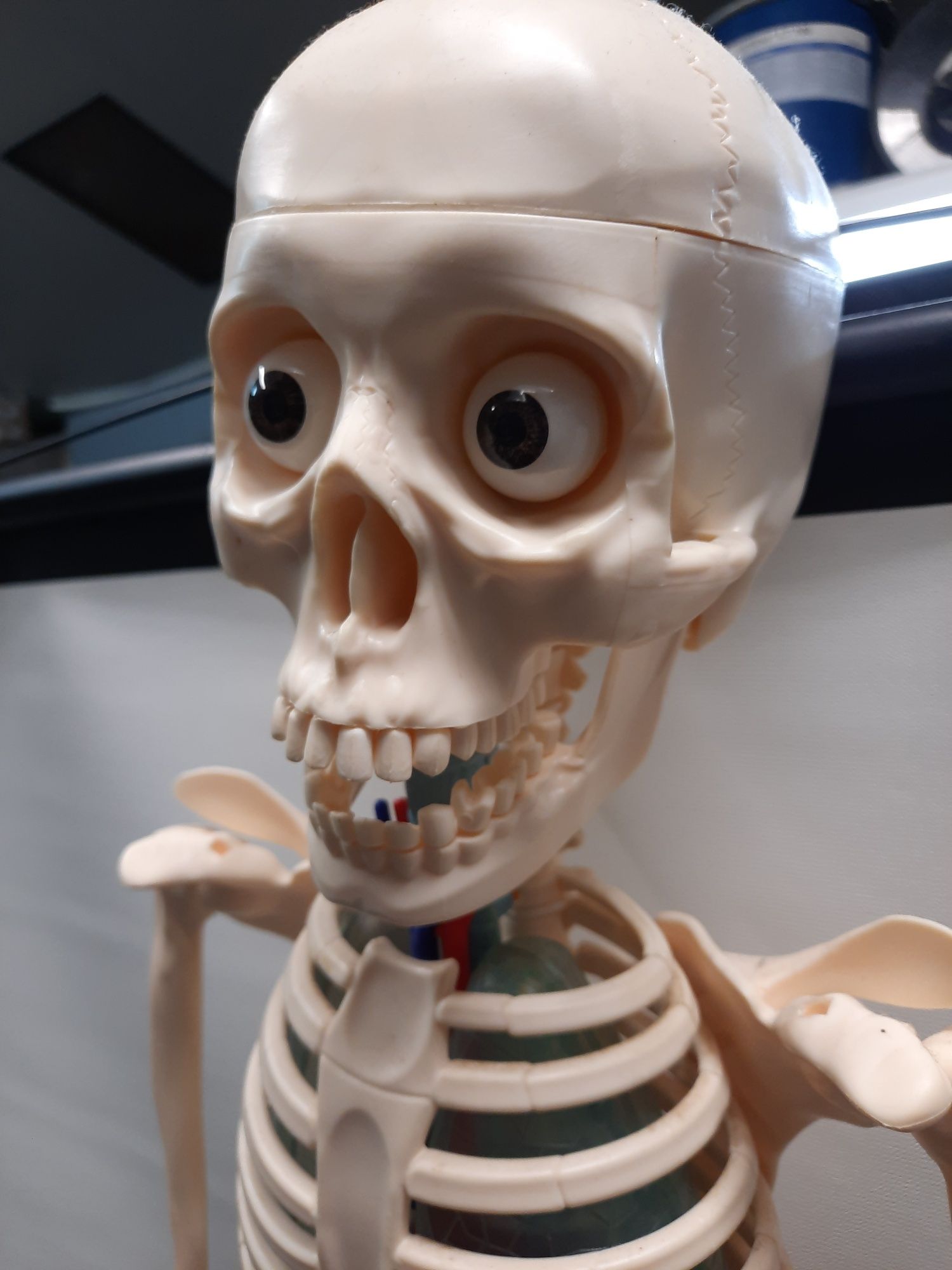 Colecção: Esqueleto corpo humano completo