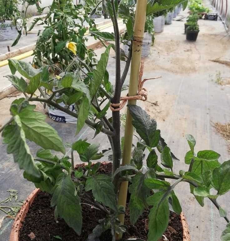 TYCZKI  BAMBUSOWE 210cm Bpaliki do pomidorów podpory drzewek roślin