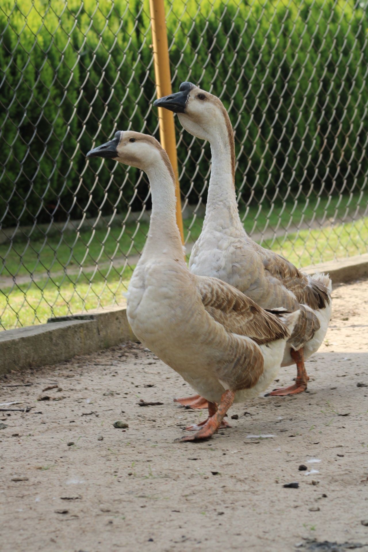 Gęś Gąska Kubańska