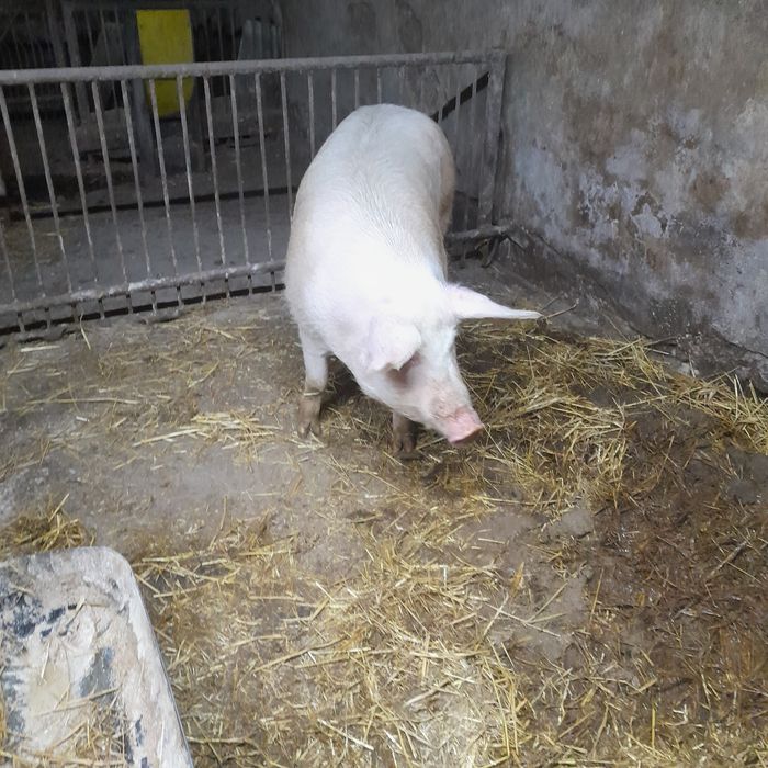 Tucznik swinia loszka pod choinkę na święta