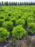 Tuja Danica 15-35 cm thuja tuje poznan tuje danice kule kulki