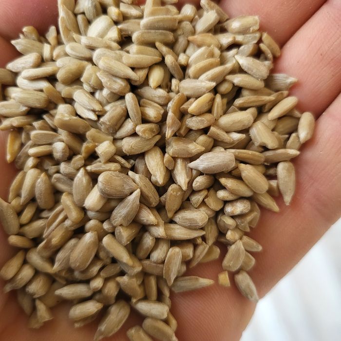 Slonecznik łuskany łuszczony Nasiona słonecznika