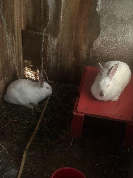 Coelhas com mais de 2kg