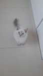 Kocięta Ragdoll na sprzedaż