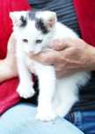 Koty do adopcji za darmo