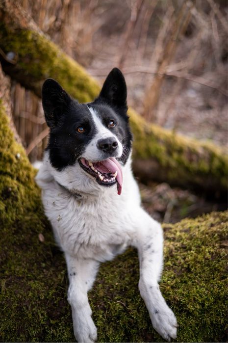 Przepiękny, bardzo inteligentny i łagodny pies jak husky. Czarno biały