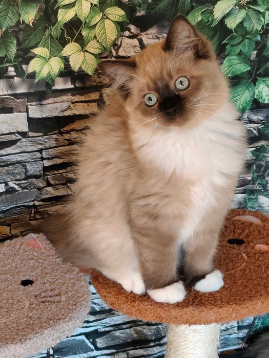 Ragdoll Cherubim Kotka MINK CZEKOLADA  rodowód międzynarodowy TICA .