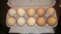 Jaja lęgowe niosek oraz liliputów