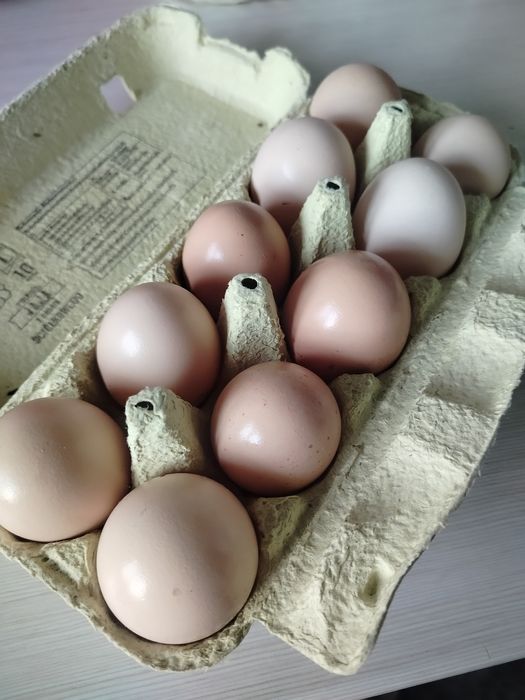 Swojskie jajka od szczęśliwych kurek