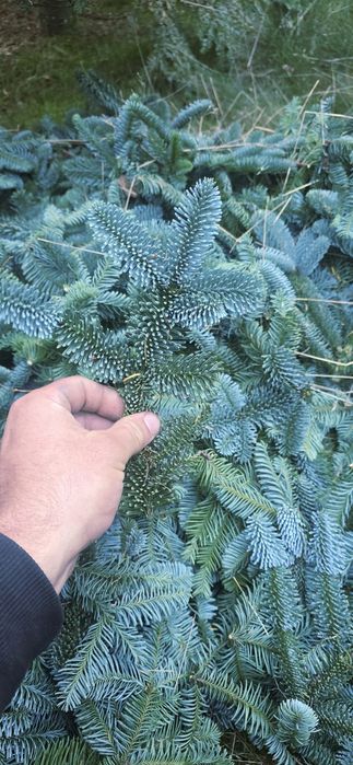 Kruciaki Jodła Nobilis