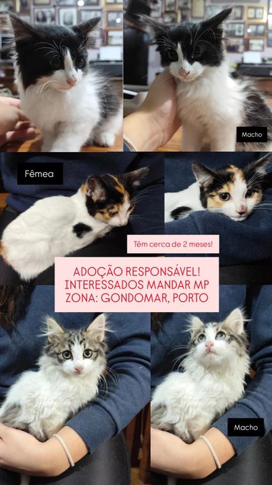 Adoção responsável!