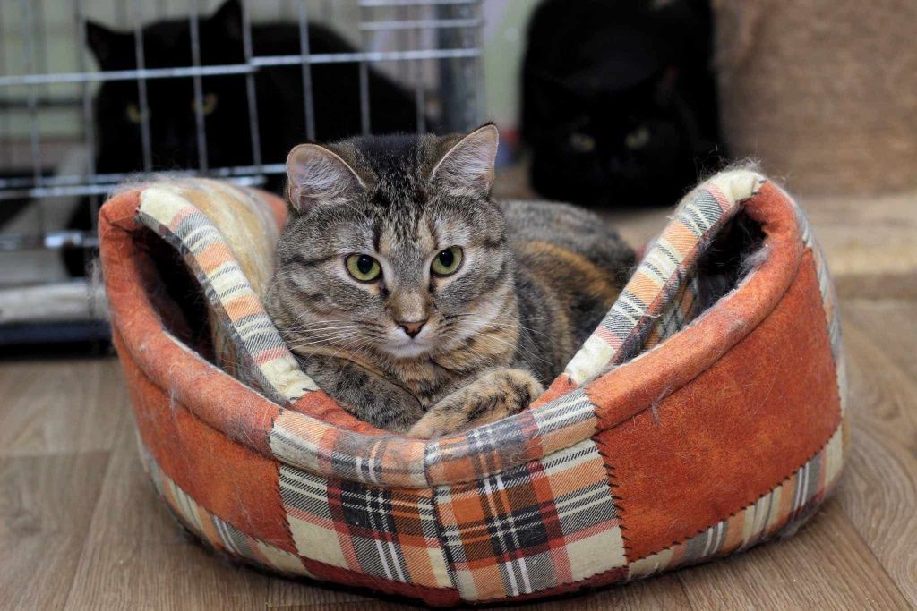 Котенок-тигренок ДНЕПР