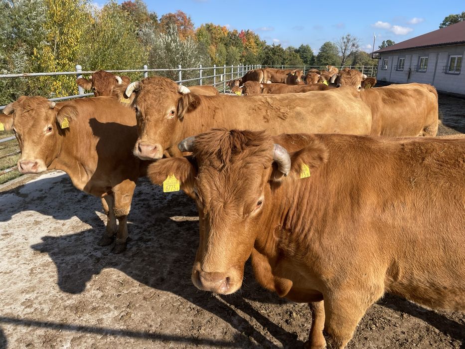 Krowy Mamki Limousine