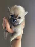 Lindo spitz laranja