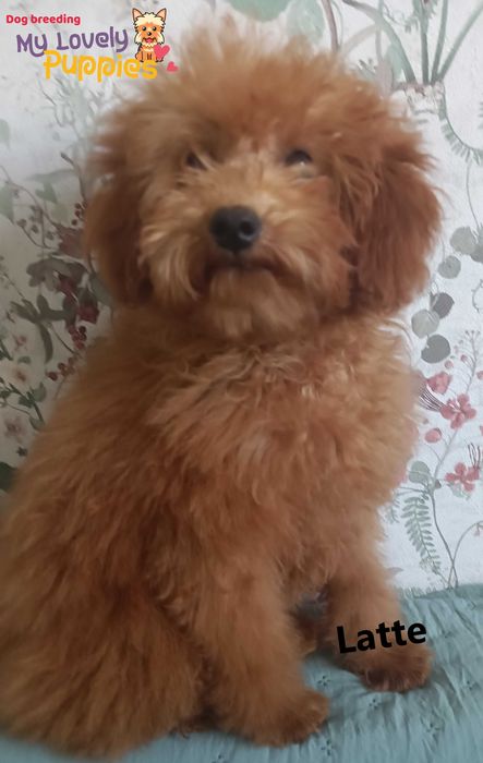 Cavapoo, Cockapoo, piękne głębokie kolory