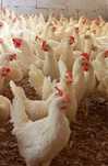 Kury Nioski Leghorn Leghorny 23 tyg Młode