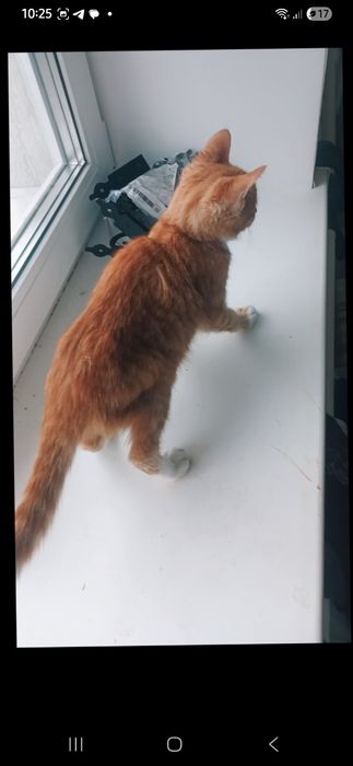 Вiддамо симпатичного котика