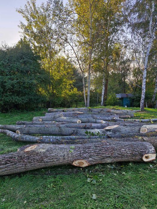 Topola kłody sprzedam REZERWACJA