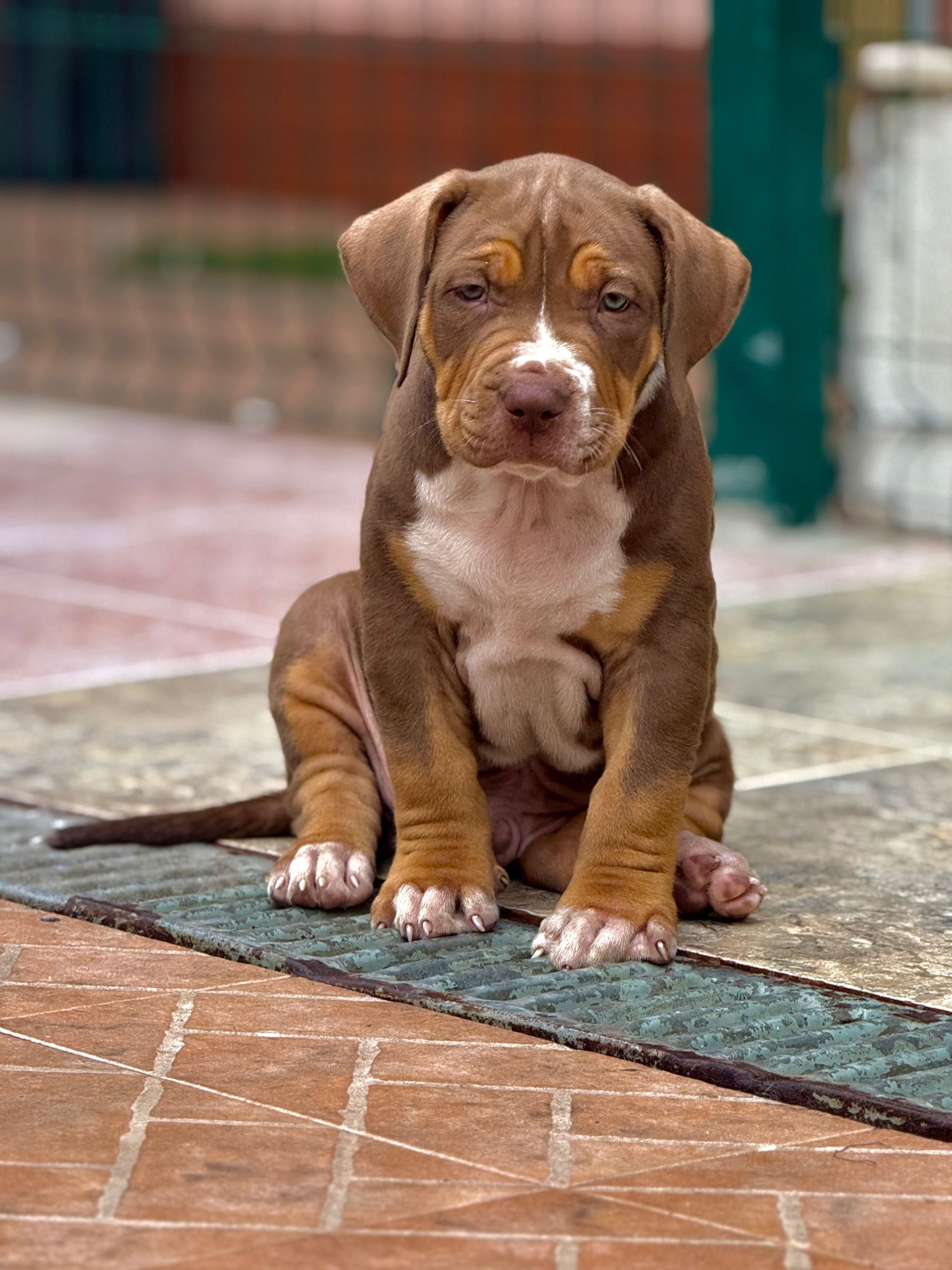 American bully xl
