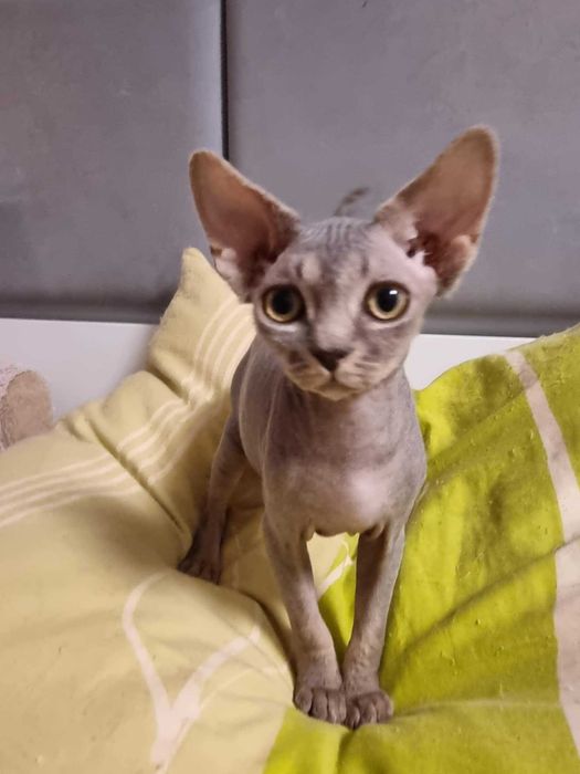 Kocięta koty Devon Rex