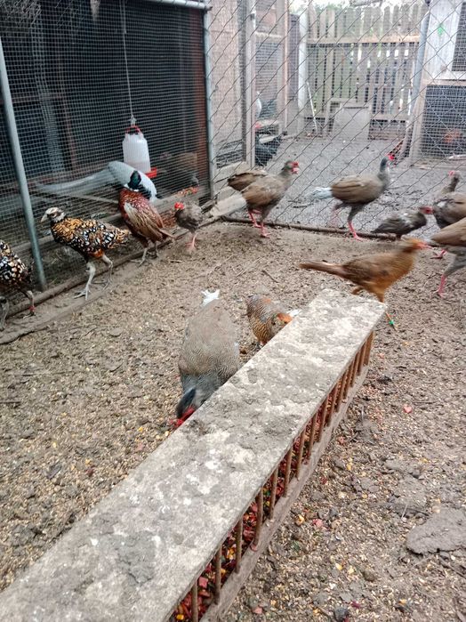 Sprzedam bażanty ozdobne