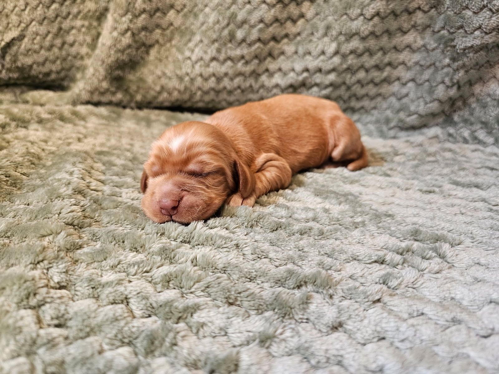 Piesek Cocker Spaniel Angielski