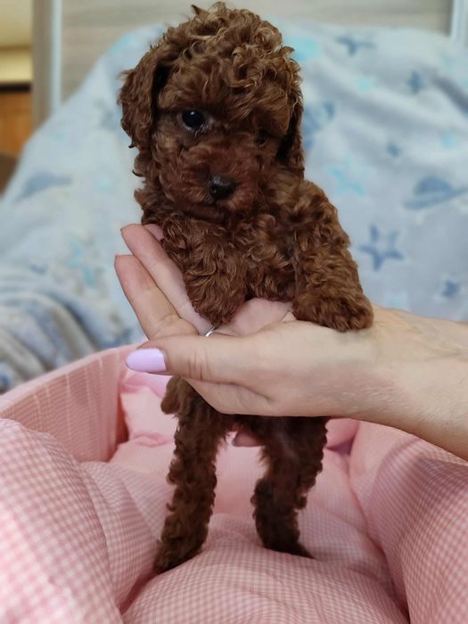 Pudel Toy dziewczynka chińska