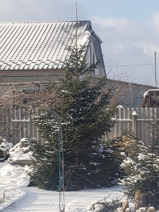 Ялинка ~2,5метри