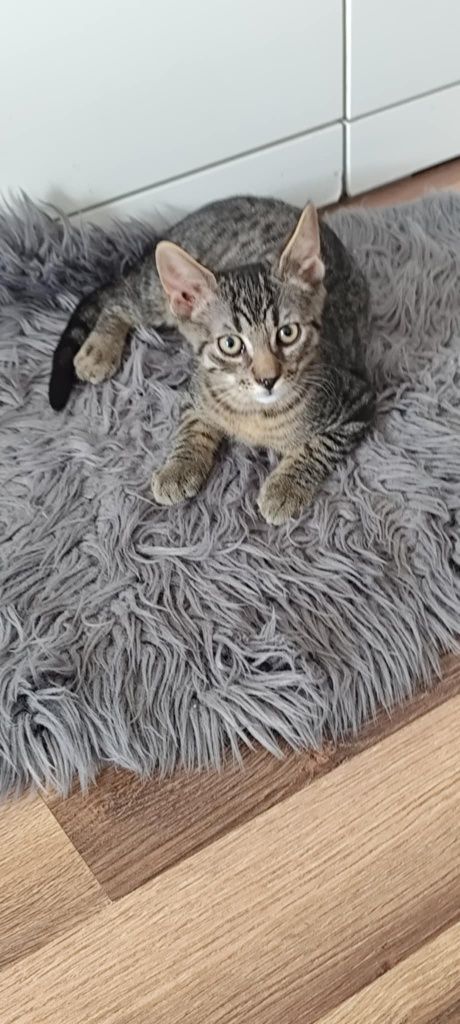 Do pilnej adopcji kocurek kociak Miron