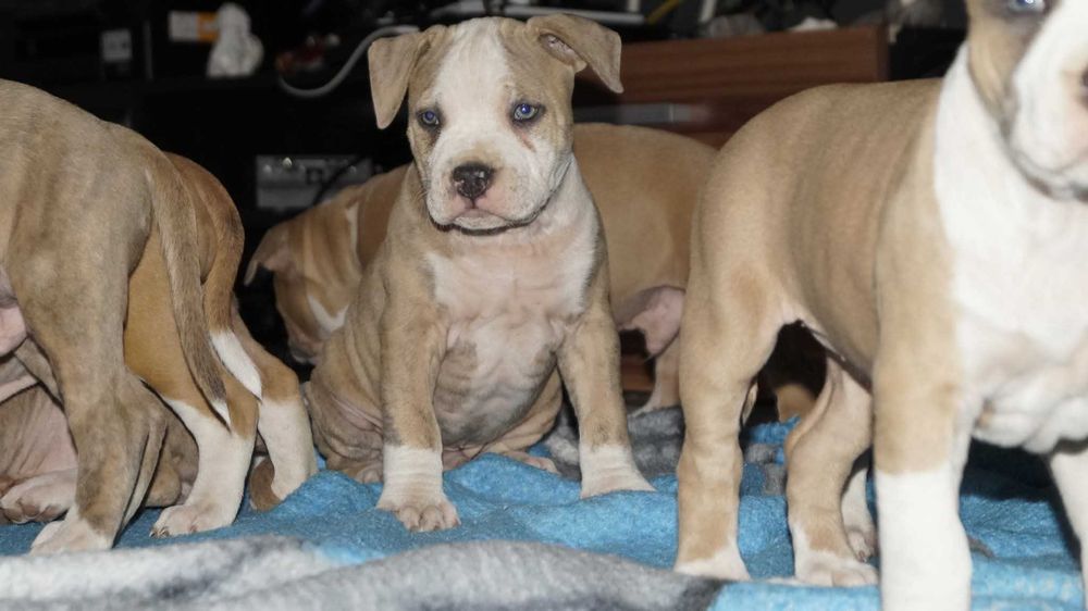 Levis, samiec Amstaff z rodowodem,  piekny szczeniak