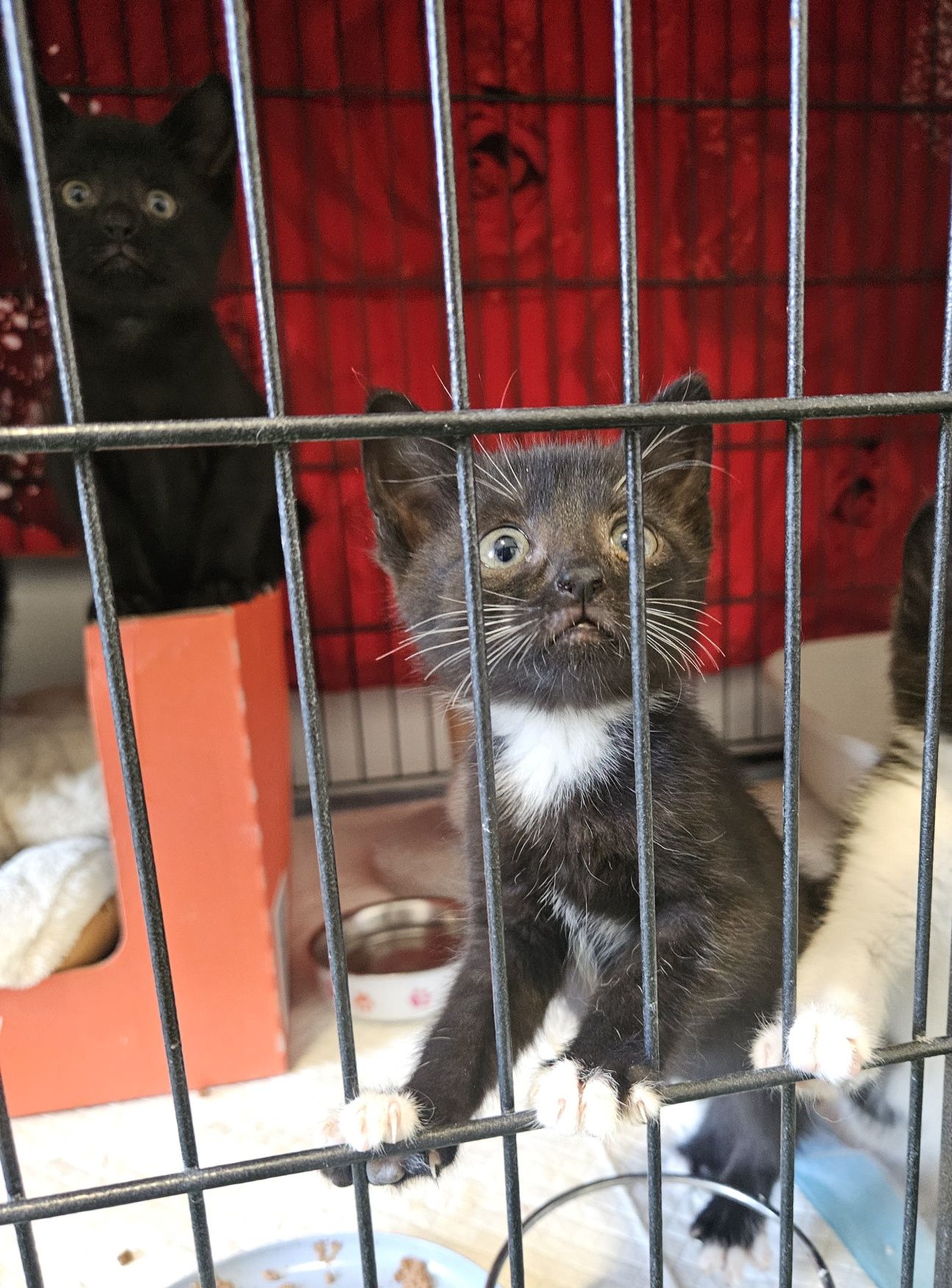 Cudne kotki do adopcji, kot, kotka, kotek