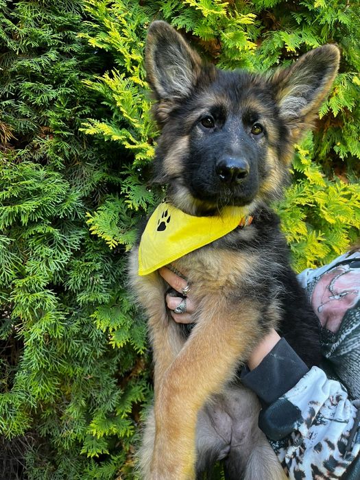 Ostatnia wolną mocna sunia potęga szczeniak owczarek niemieckiego