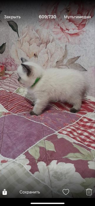 Хлопчик кошеня в добрі руки