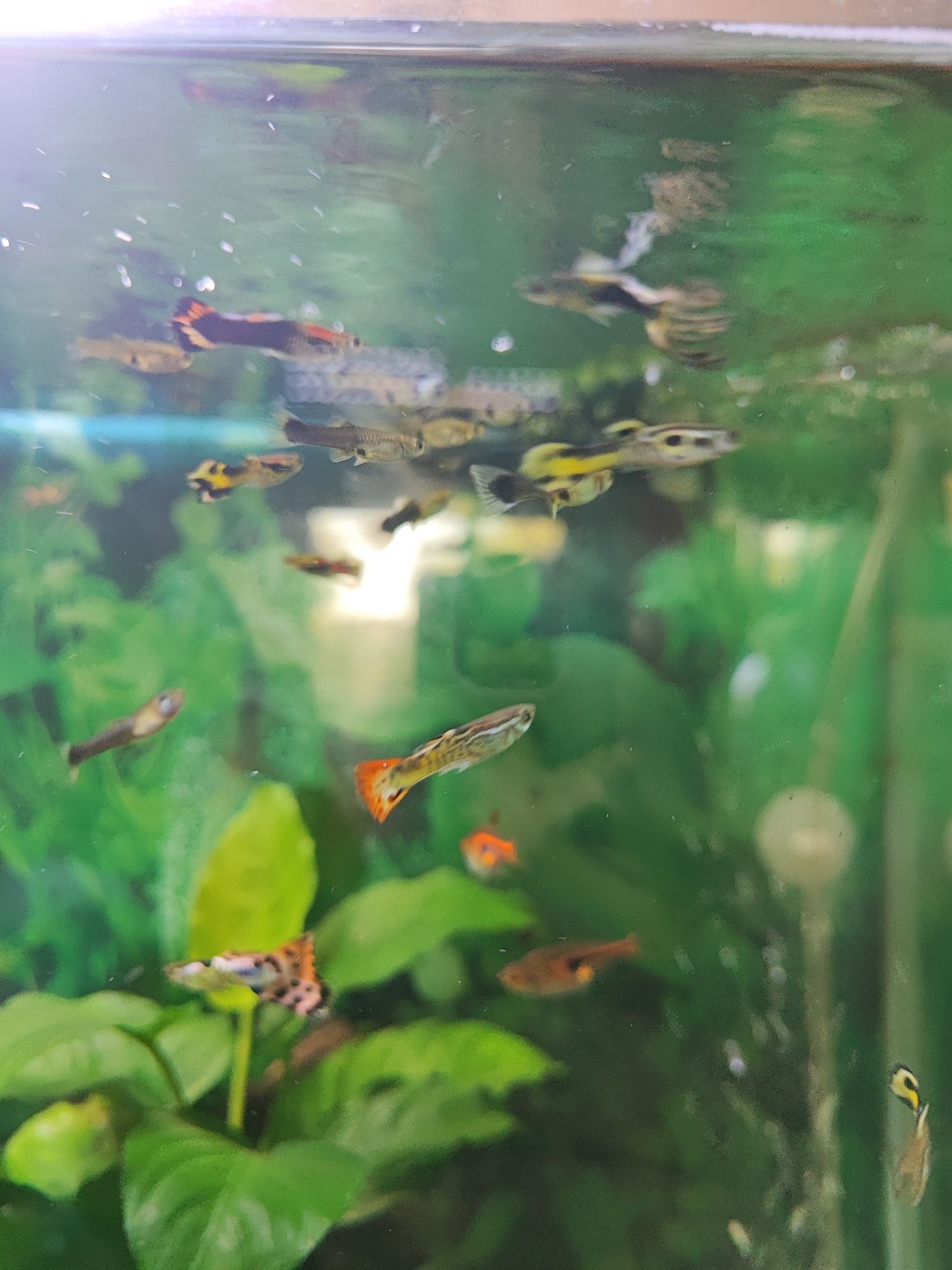 Guppy's  Sortidos