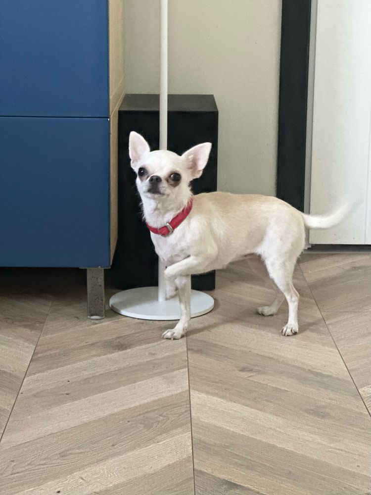 Chihuahua chlopiec szczenie FCI