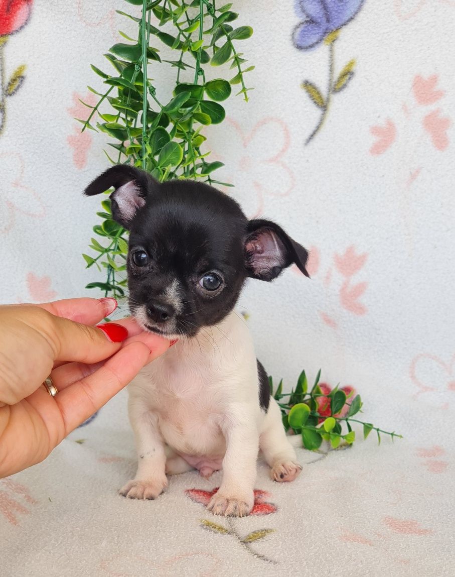Excecional Chihuahua/Chiuaua LinhagemRussa. Qualidad