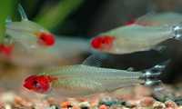 Rodostomus/Zwinnik czerwonousty/rybki akwariowe rybka ryba ryby
