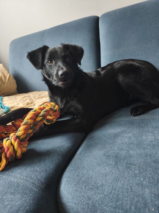 7-miesięczny szczeniak