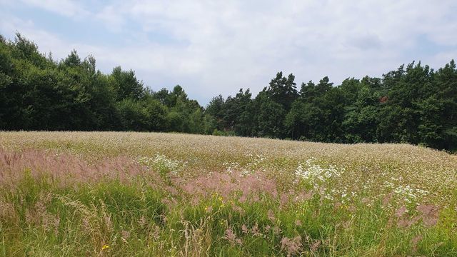 Duża działka 49 arów z wydanymi  warunkami zabudowy Gbiska
