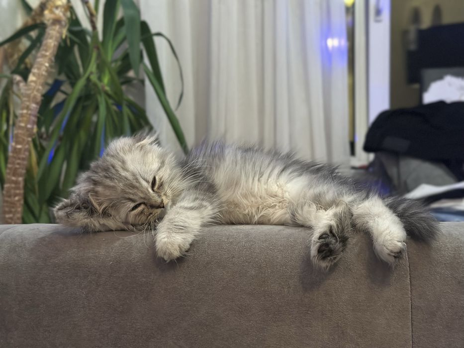 котик (мраморна шотландська віслоуха довгошерста кішечка)