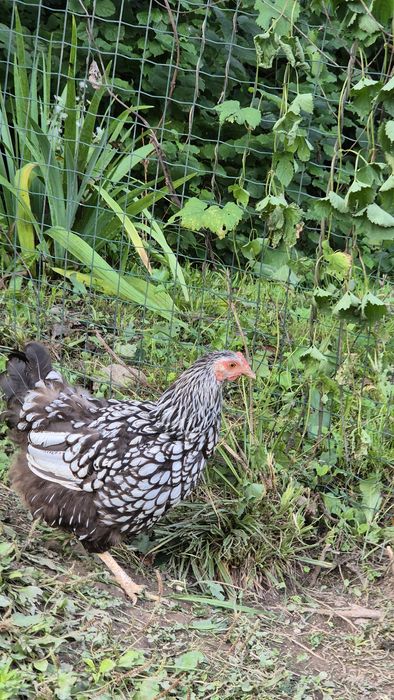 "Віандот-срібло".