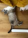 Dá-se gato meiguinho (interior de apartamentos)