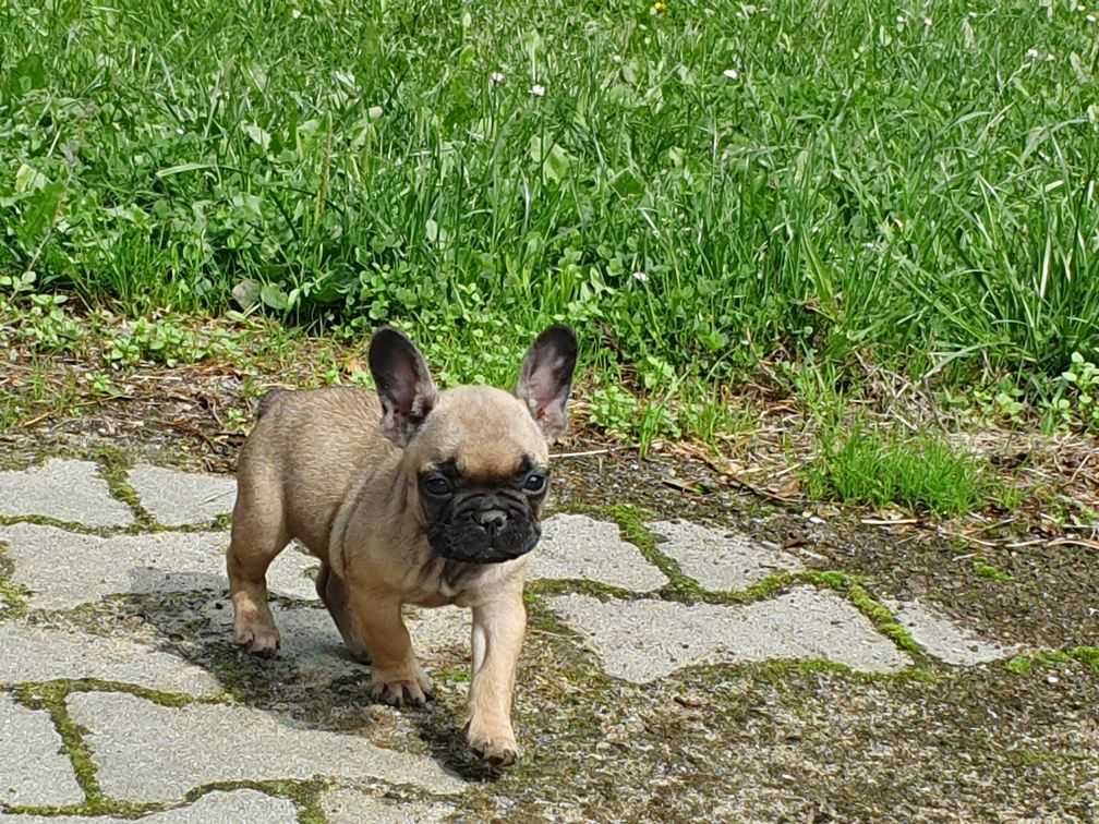 Buldog francuski FCI