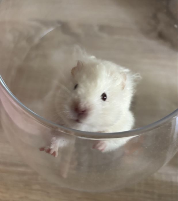 Ангорський Хомяк Пухнасті Атласні Королівські