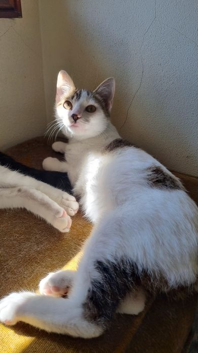 Gatinhos bebés para adoção responsável