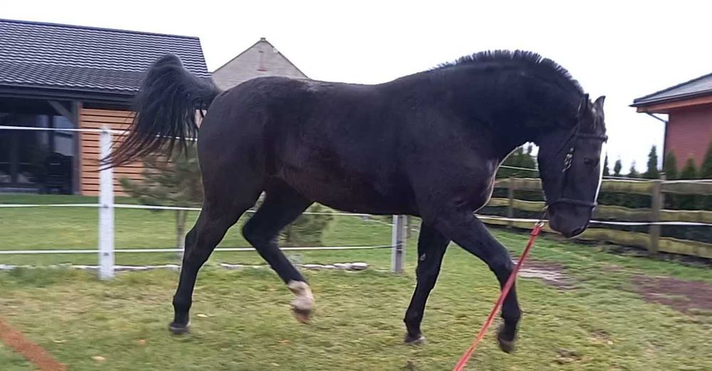 Klacz śląska 2,5 roku