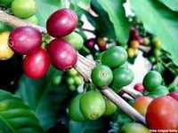 plantinhas  de cafe arabico