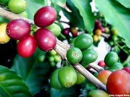 plantinhas  de cafe arabico
