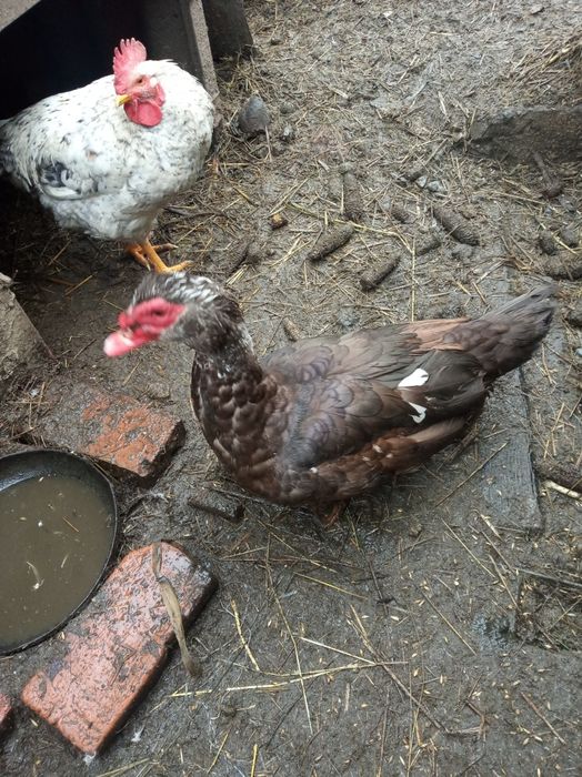 Продам індокачки . 1200 за пару